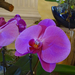Orchidea 65