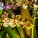 Orchidea 69
