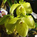 Orchidea 70