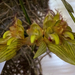 Orchidea 97