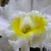 Orchidea 107