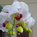 Orchidea 108