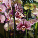 Orchidea 126