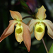 Orchidea 127