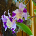 Orchidea 139