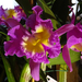Orchidea 154