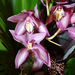 Orchidea 156