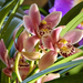 Orchidea 155