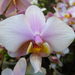 Orchidea 159