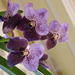Orchidea 153