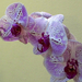 Orchidea 161