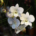 Orchidea 163