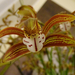 Orchidea 149