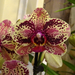 Orchidea 148
