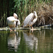 Tiszató-pelikán1