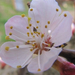 sárgabarack virág
