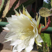 Kaktusz virága 003