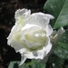 Fehér rózsa I
