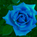 Kék rózsa!?