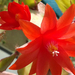 Pünkösdi kaktusz virágja
