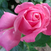 Rózsaszin(Pinki)róza