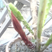 Kaktusznak bimbója