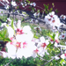 Mandulafa virág