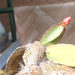 Pünkösdi-kaktusz bimbaja
