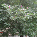 Magnolia másodvirágzása
