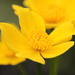 Caltha palustris