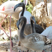 DSCN2447 Serdülő flamingók