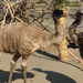 2015-03-24 115 Emu