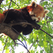 2015-04-23 119 Vörös panda( Macskamedve)