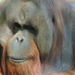 2015-04-23 142 Orangután