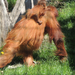 2015-04-23 149 Orangután bébi az anyjával