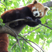 2015-05-08 070 Vörös panda (Macskamedve)