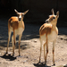 2015-06-18 056 Indiai antilop