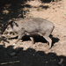 2015-09-02 219 Cebui disznó újdonság az Állatkertben