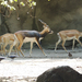 2016-09-09 001 093 Indiai antilop