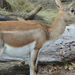 2016-11-21 313 Indiai antilop
