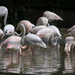 0 129 flamingó