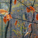 Lővér - őszi levelek