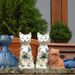 Tokaj - Hegyalja galéria - macskák I