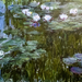 Bécs Claude Monet - Water lilies (1914-1917)