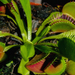 Vénusz légycsapója - Dionaea muscipula
