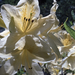 Jeli arborétum - Rhododendron 'Helen Schiffner'