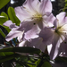 Jeli arborétum - Southern Living Southgate Rhododendron