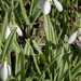 Alcsúti arborétum - Galanthus elwesii - Pompás hóvirág