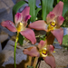 Orchidea - Cymbidium devonianum Paxton