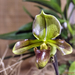 Orchidea - paph maudiae green Emerald